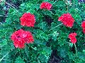 Allure Tangerine Geranium / Pelargonium hortorum 